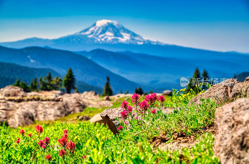 在Gifford Pinchot NF的印第安画笔和亚当斯山